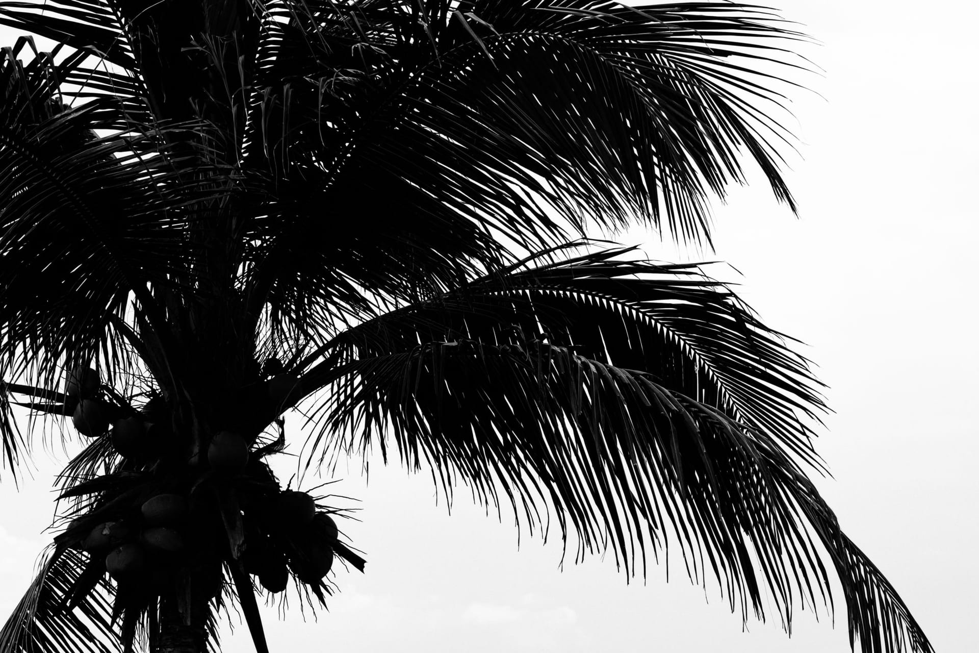 Indonesia — photo 16