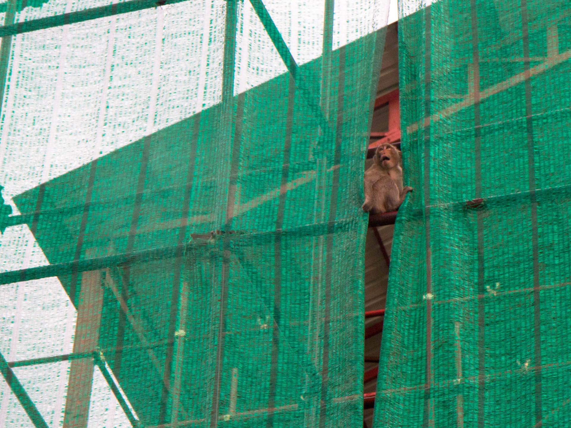 We also found some monkeys playing around. We gathered to watch them first, others soon followed. Then the monkeys realized they had an audience…