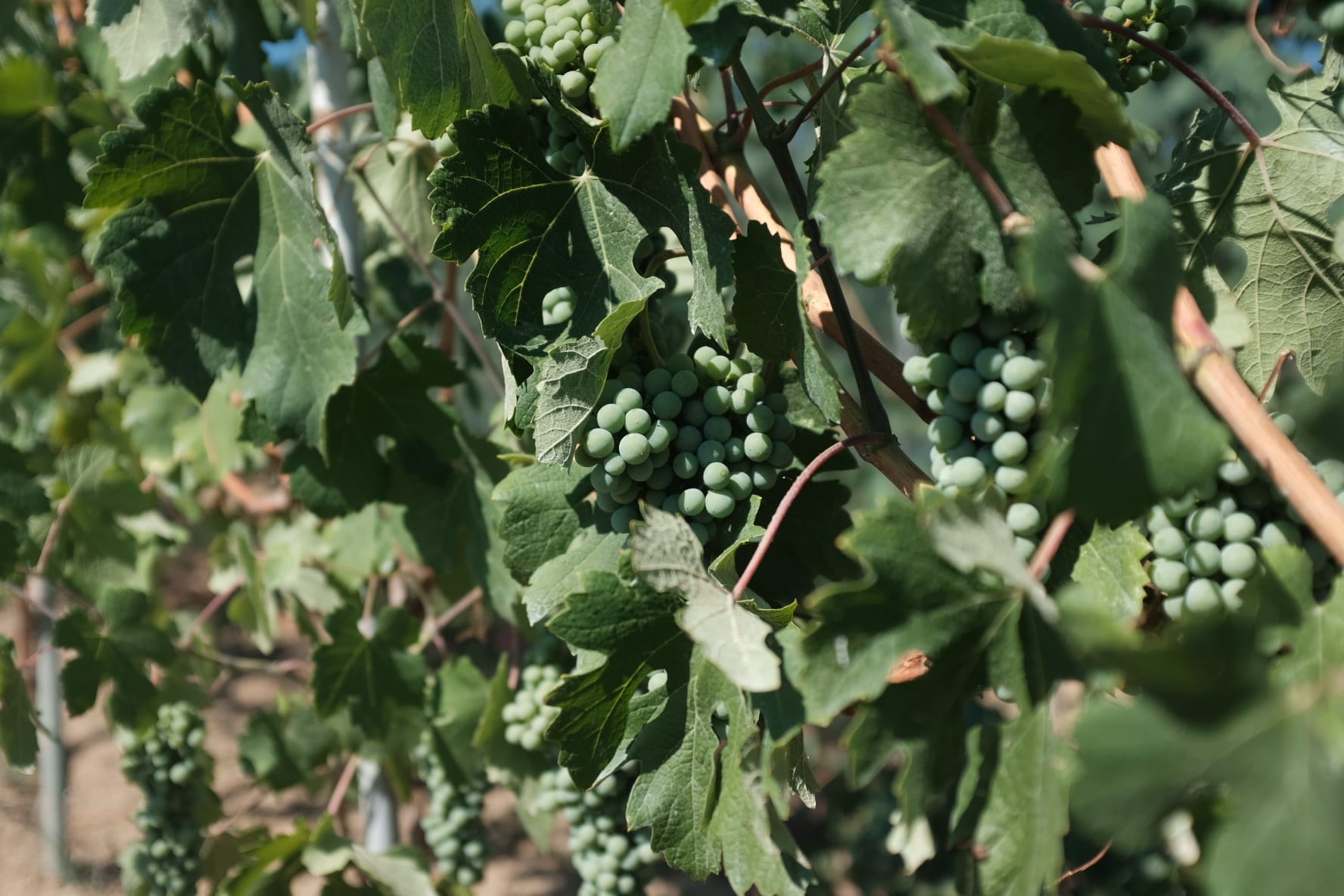 Barolo Vines Nebbiolo