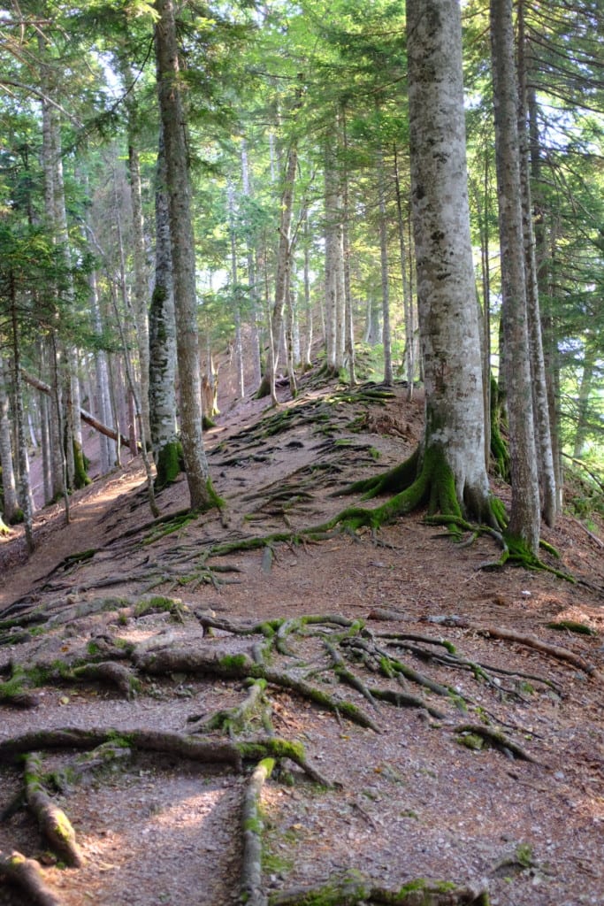 Hike to Dragoš Sedlo